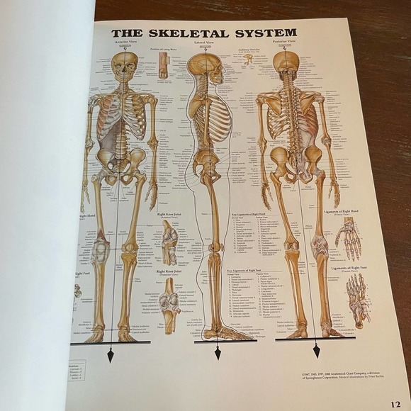System and Structures the Worlds best Anatomical Charts By Abbott - Picture 5 of 6
